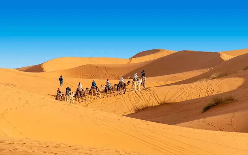 Morocco holiday packages – camel caravan in the Sahara dunes of Merzouga